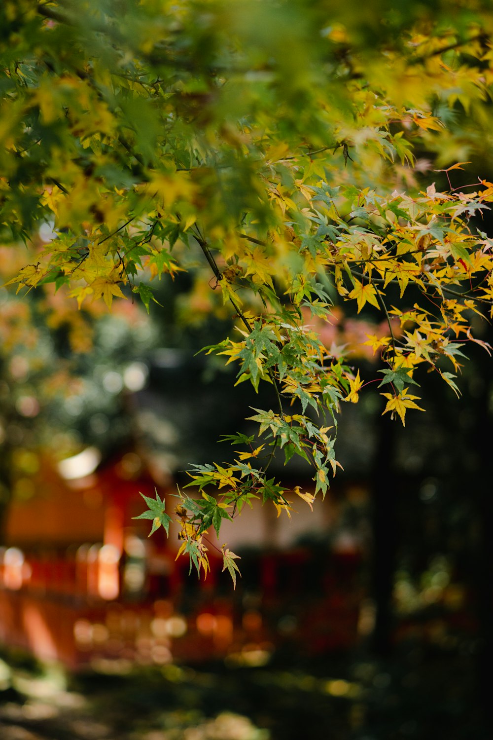 a tree with yellow leaves in a park