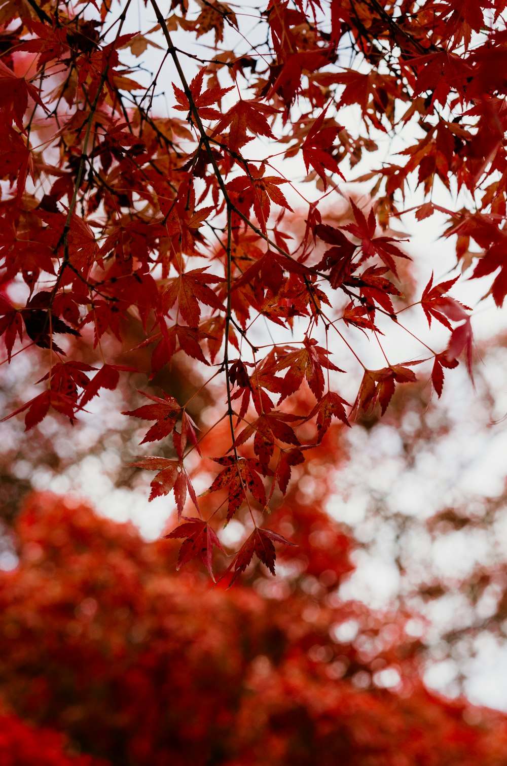 Ein Baum mit roten Blättern vor weißem Himmel