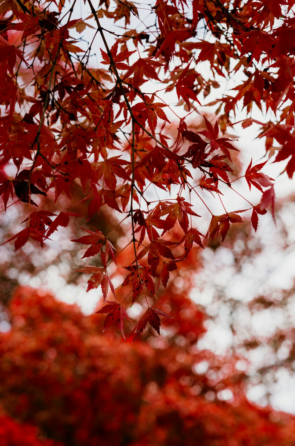 Un árbol con hojas rojas frente a un cielo blanco