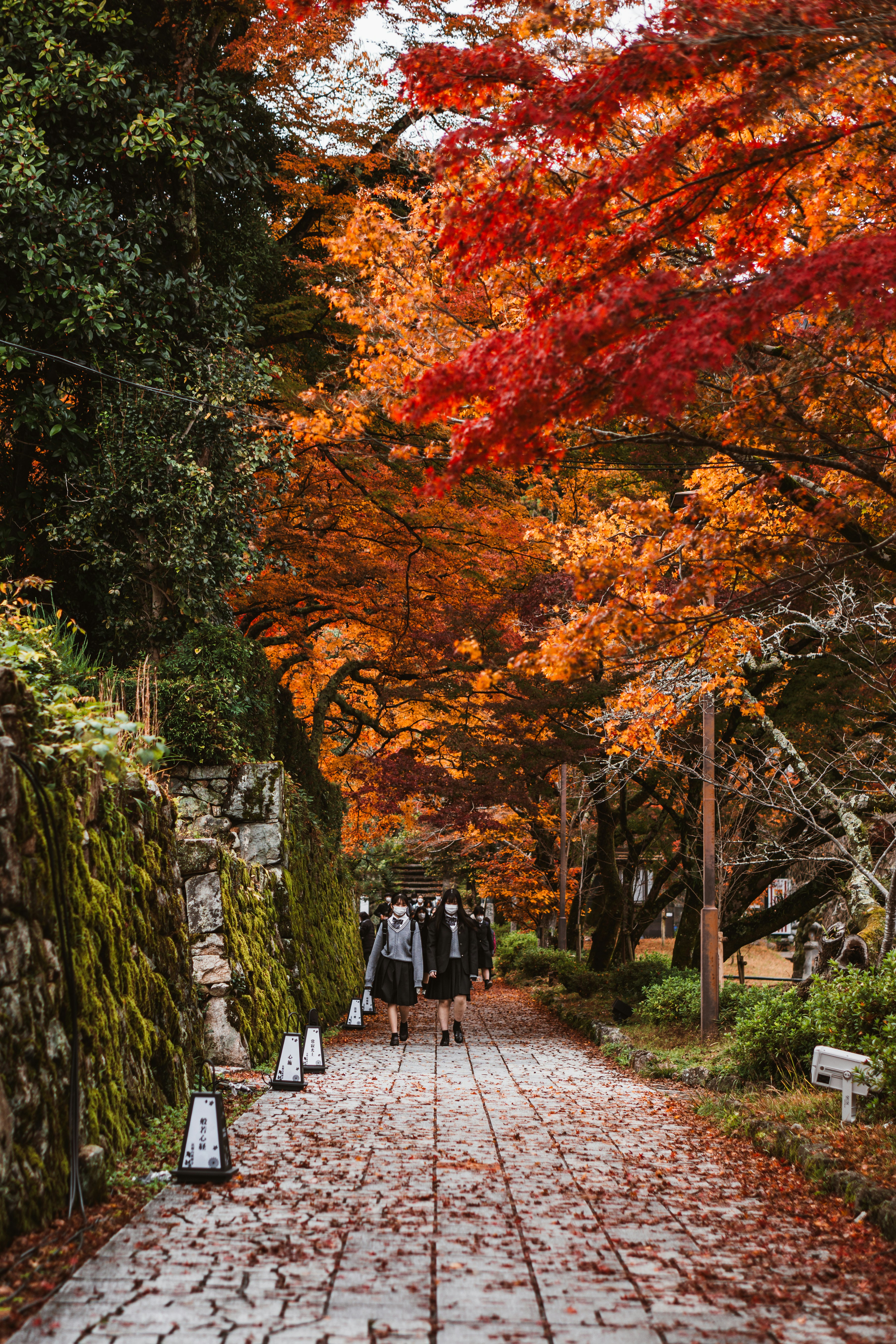 8 Best Things to Do in Kyoto During Autumn