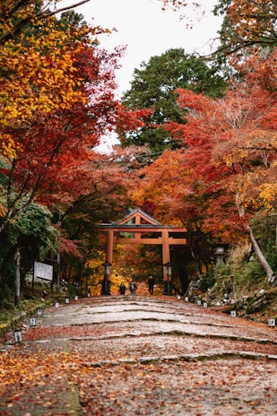 A peaceful temple pathway in Kyoto framed by autumn leaves in warm reds and oranges.