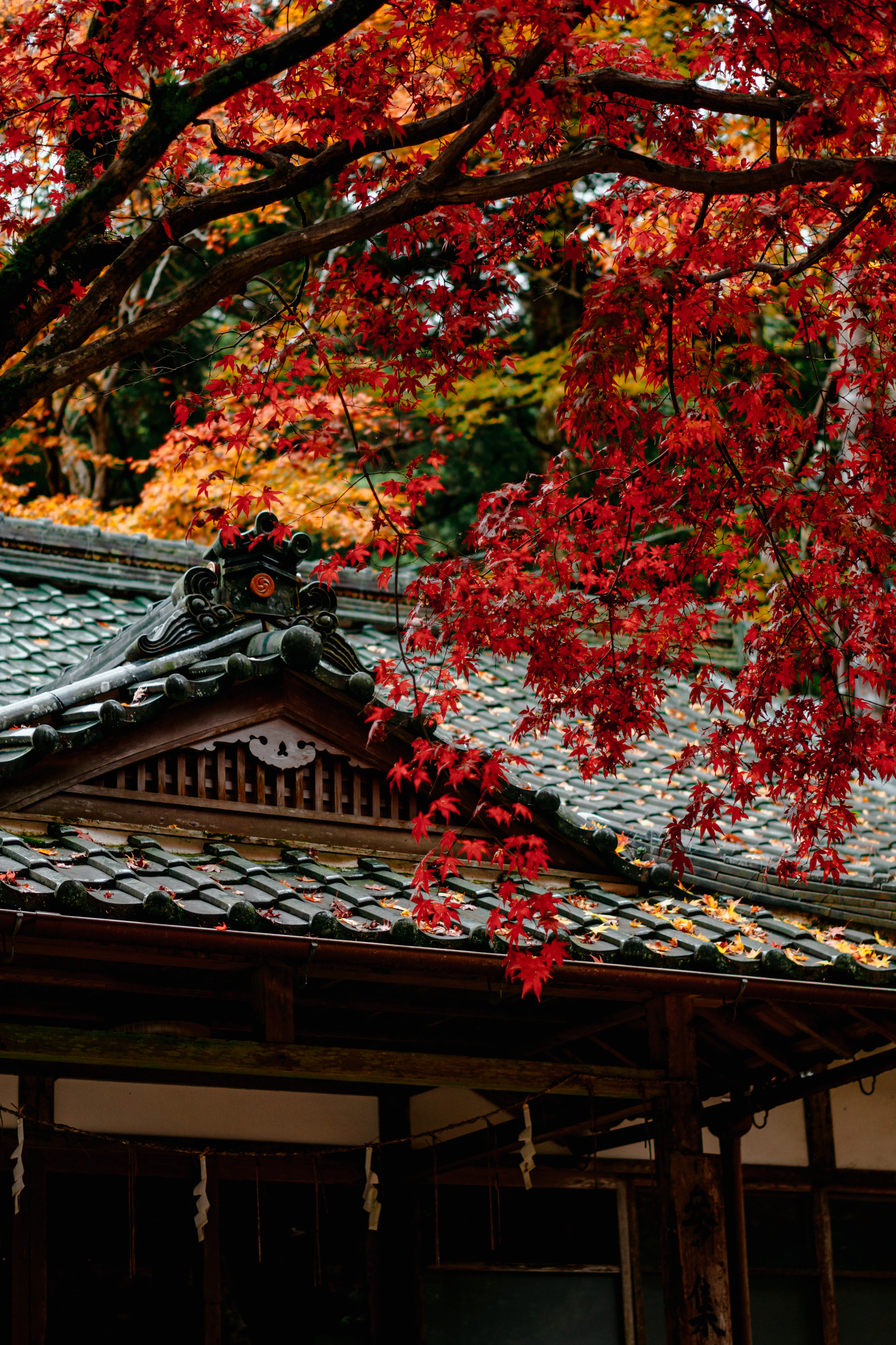 Red autumn maple leaves over a temple roof in Kyoto