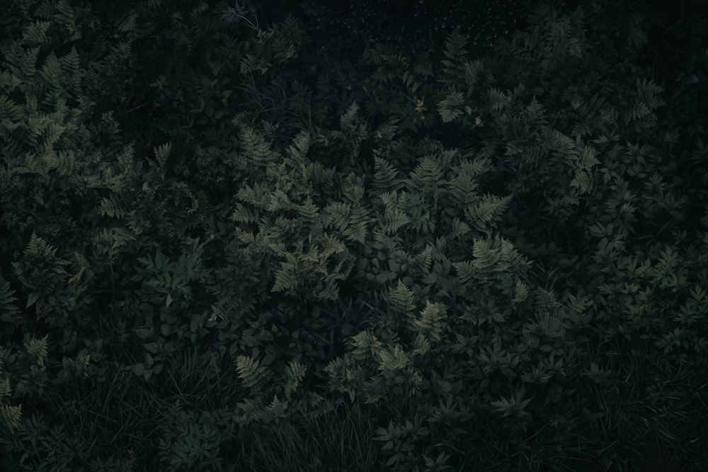 a dark forest filled with lots of green plants