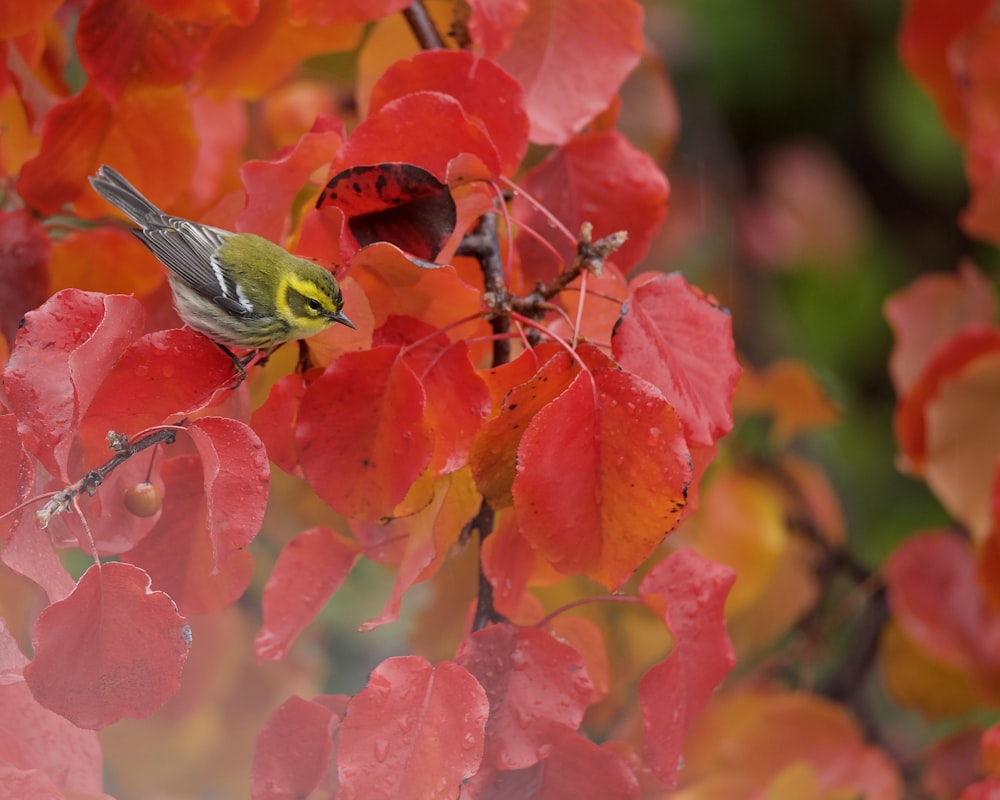 a bird sitting on a branch with red leaves