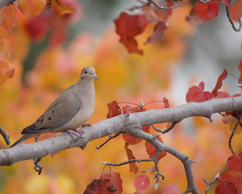 a bird is perched on a tree branch