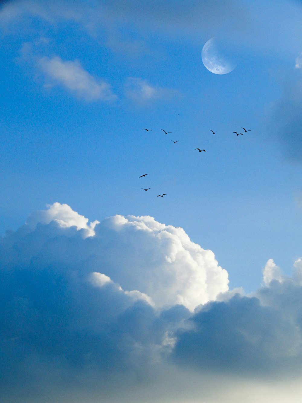 a flock of birds flying through a cloudy blue sky