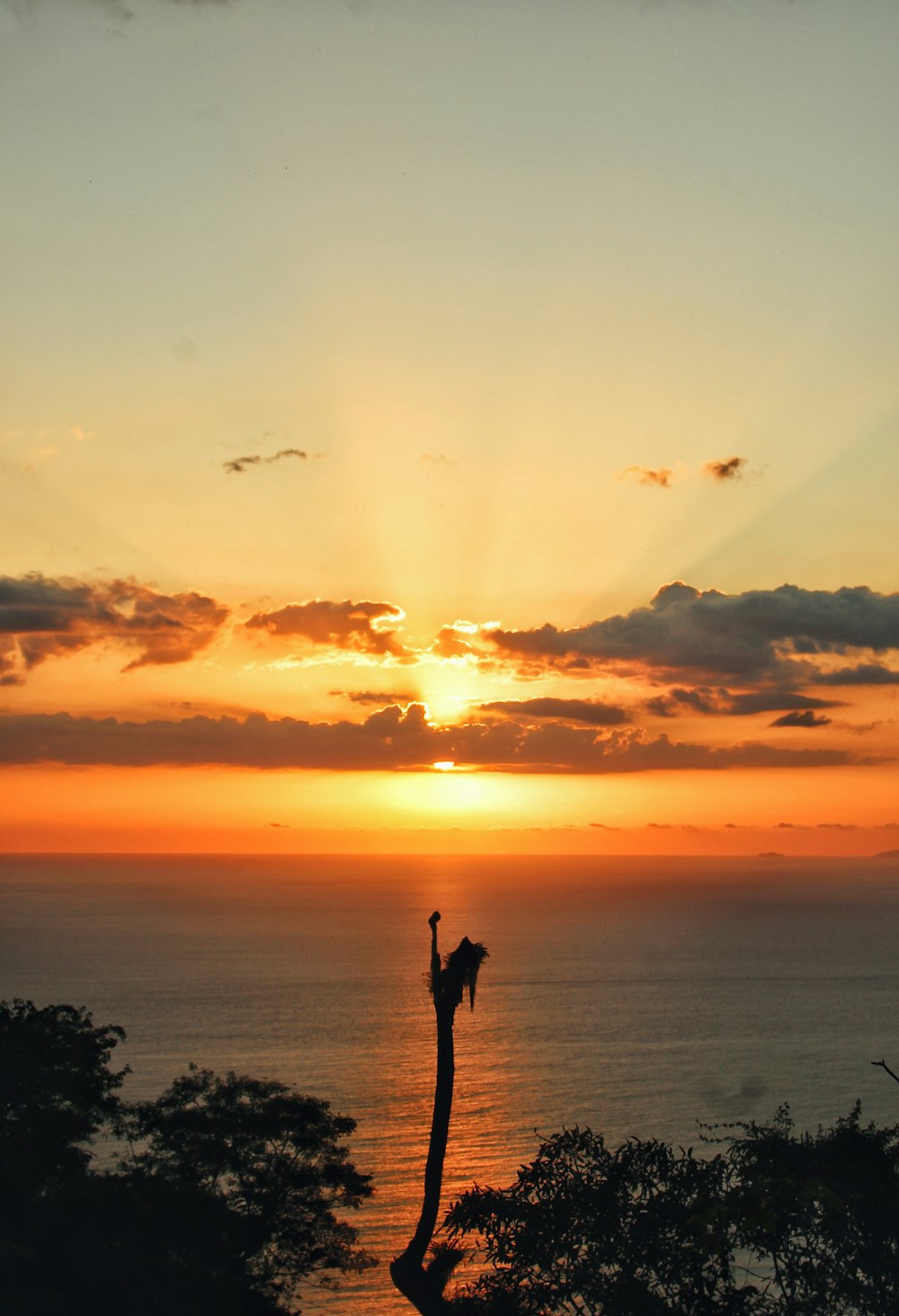 the sun is setting over the ocean with a tree in the foreground