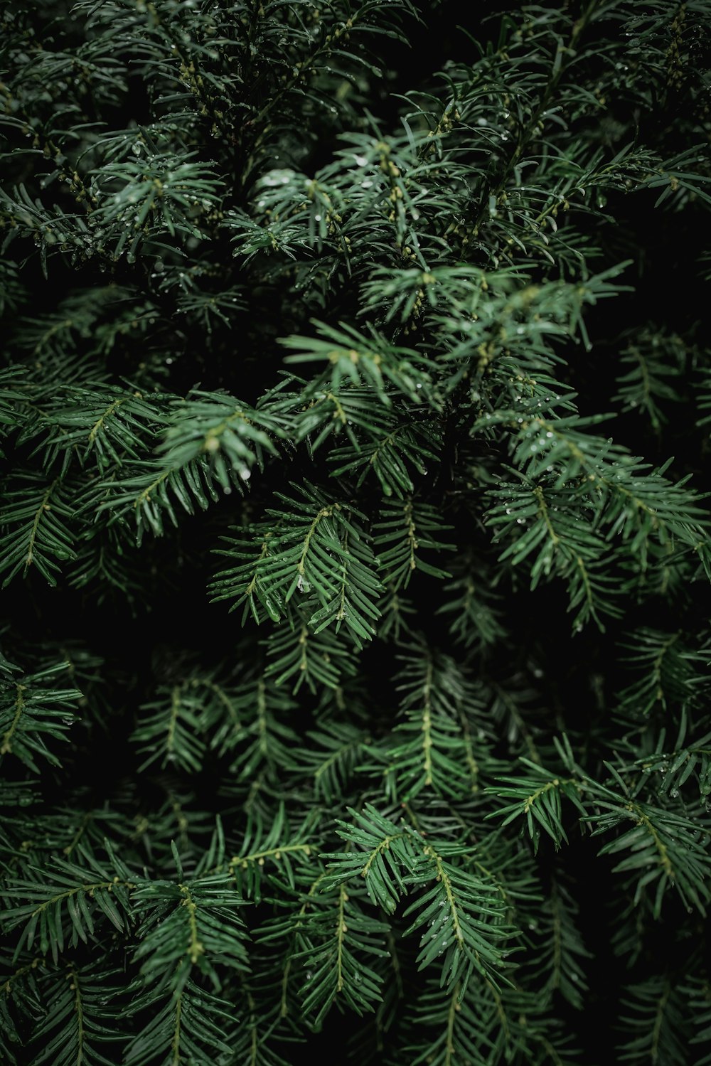 a close up of a pine tree with green needles