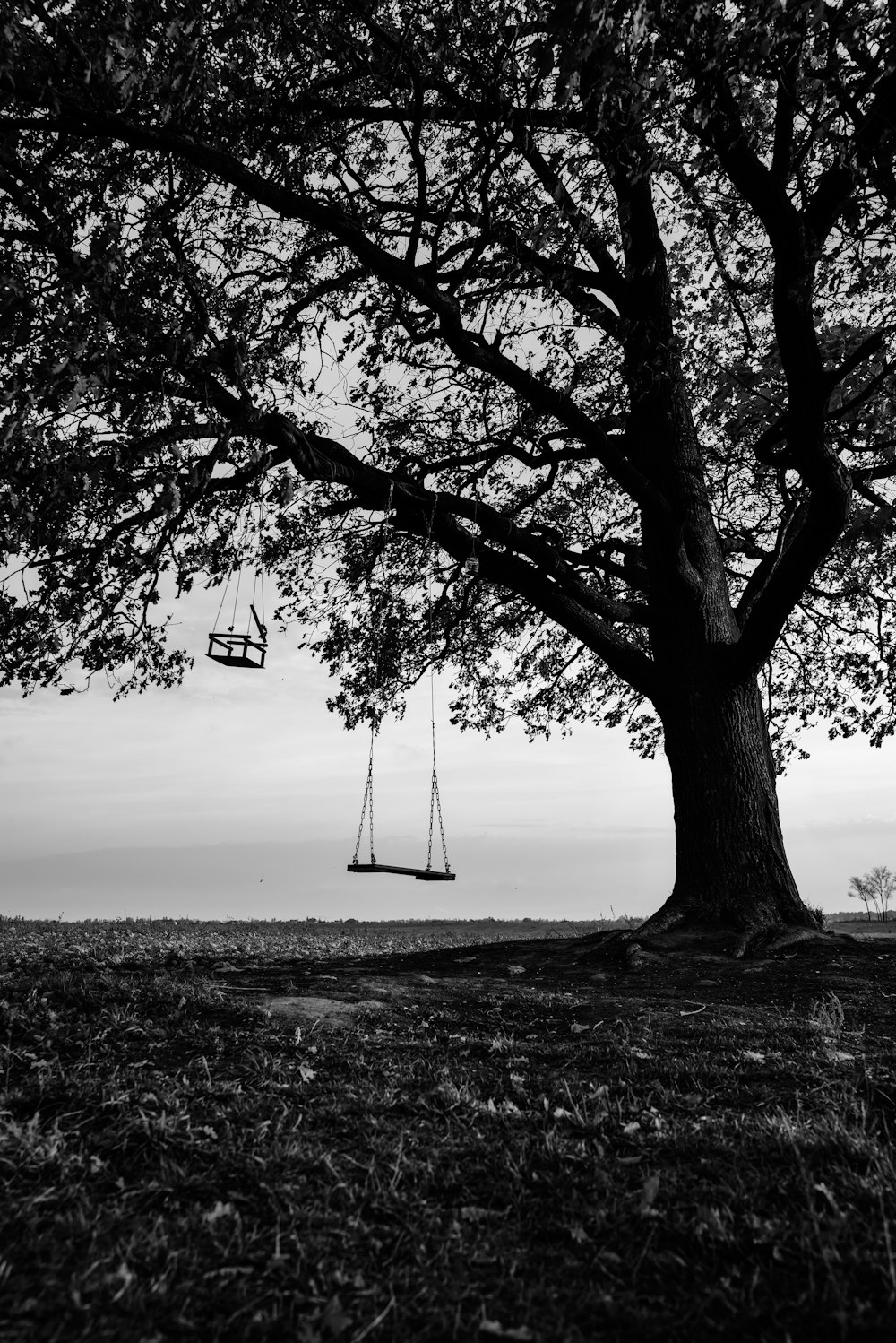 a black and white photo of a tree and a swing