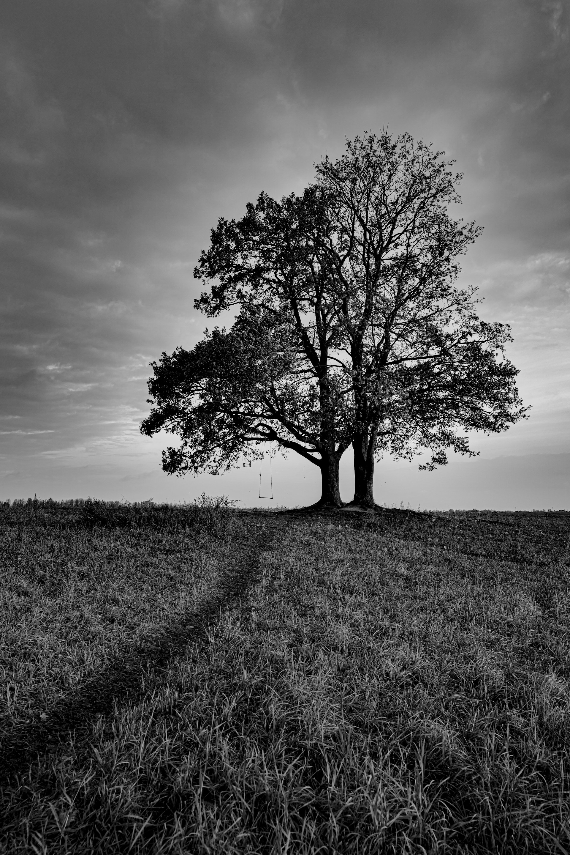 a black and white photo of a tree in a field