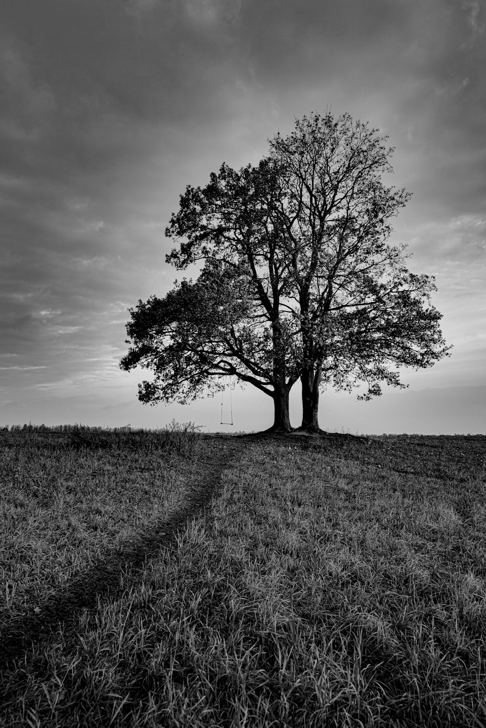 a black and white photo of a tree in a field