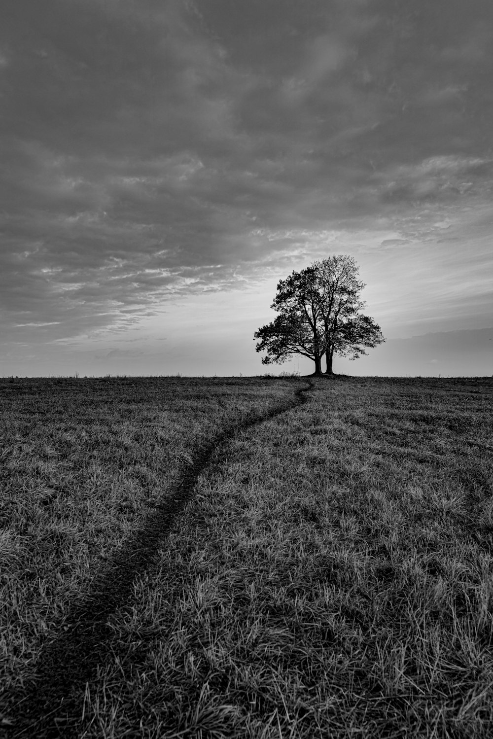 a lone tree stands in the middle of a field