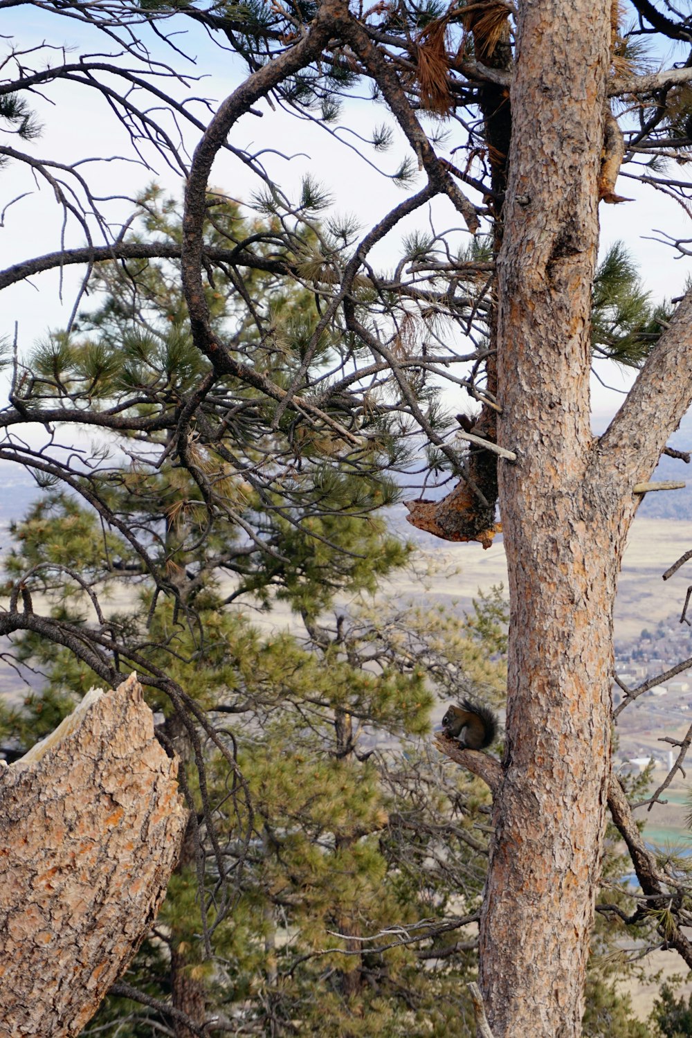 a pair of shoes stuck in a tree