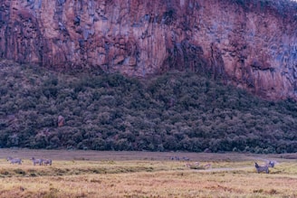 A landscape featuring a herd of zebras grazing on an open field. In the background, there is a lush green hillside with dense vegetation, leading up to a towering cliff with rugged, textured rock surfaces. The area is bathed in soft, natural lighting, giving it a serene atmosphere.