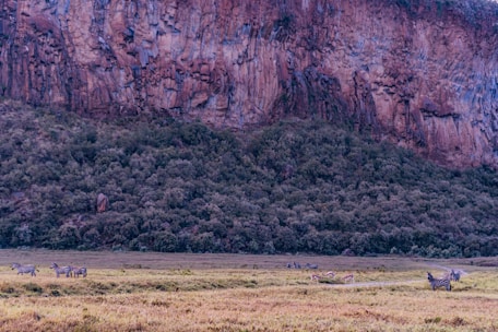 A landscape featuring a herd of zebras grazing on an open field. In the background, there is a lush green hillside with dense vegetation, leading up to a towering cliff with rugged, textured rock surfaces. The area is bathed in soft, natural lighting, giving it a serene atmosphere.