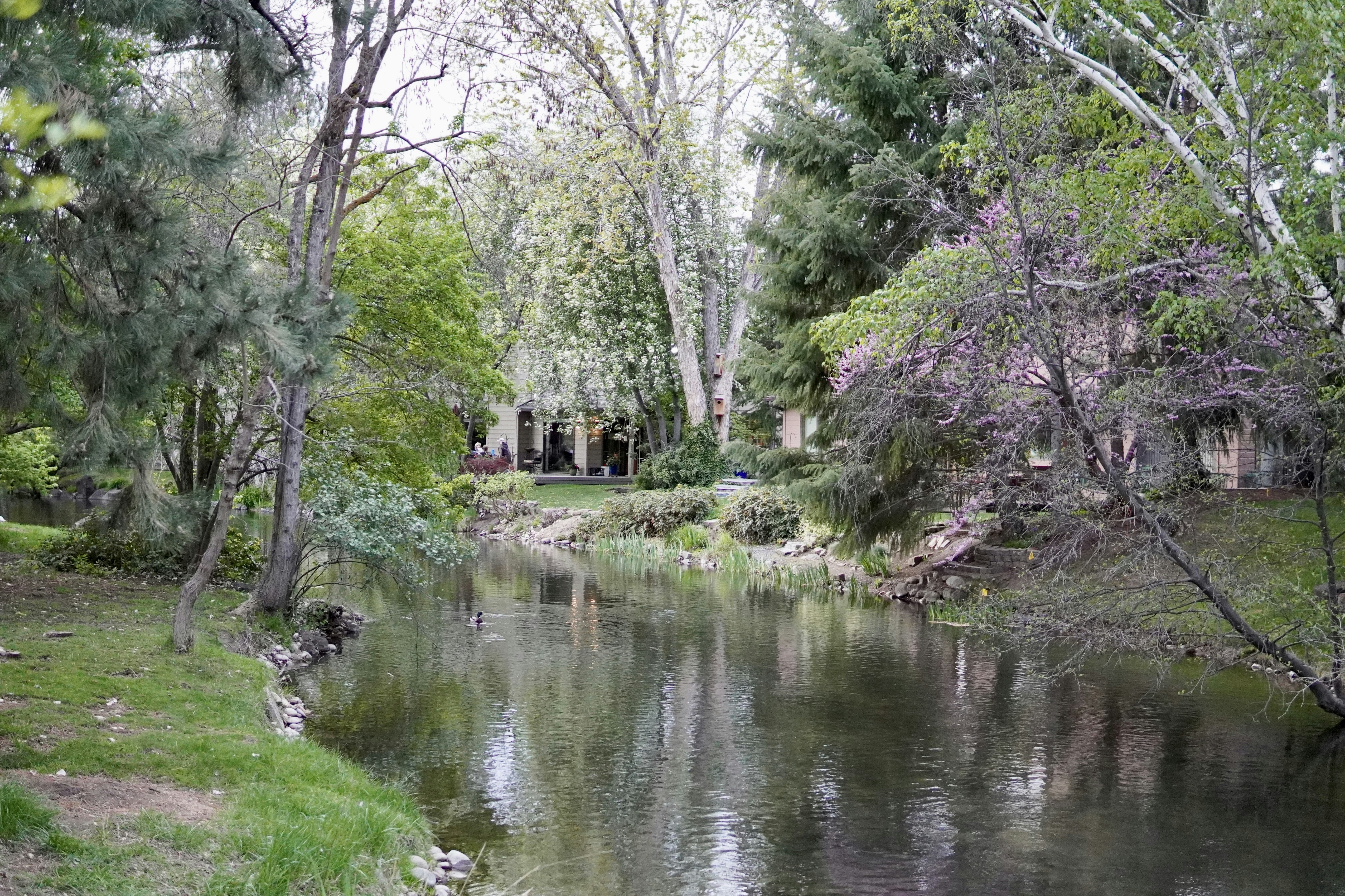 a river running through a lush green forest