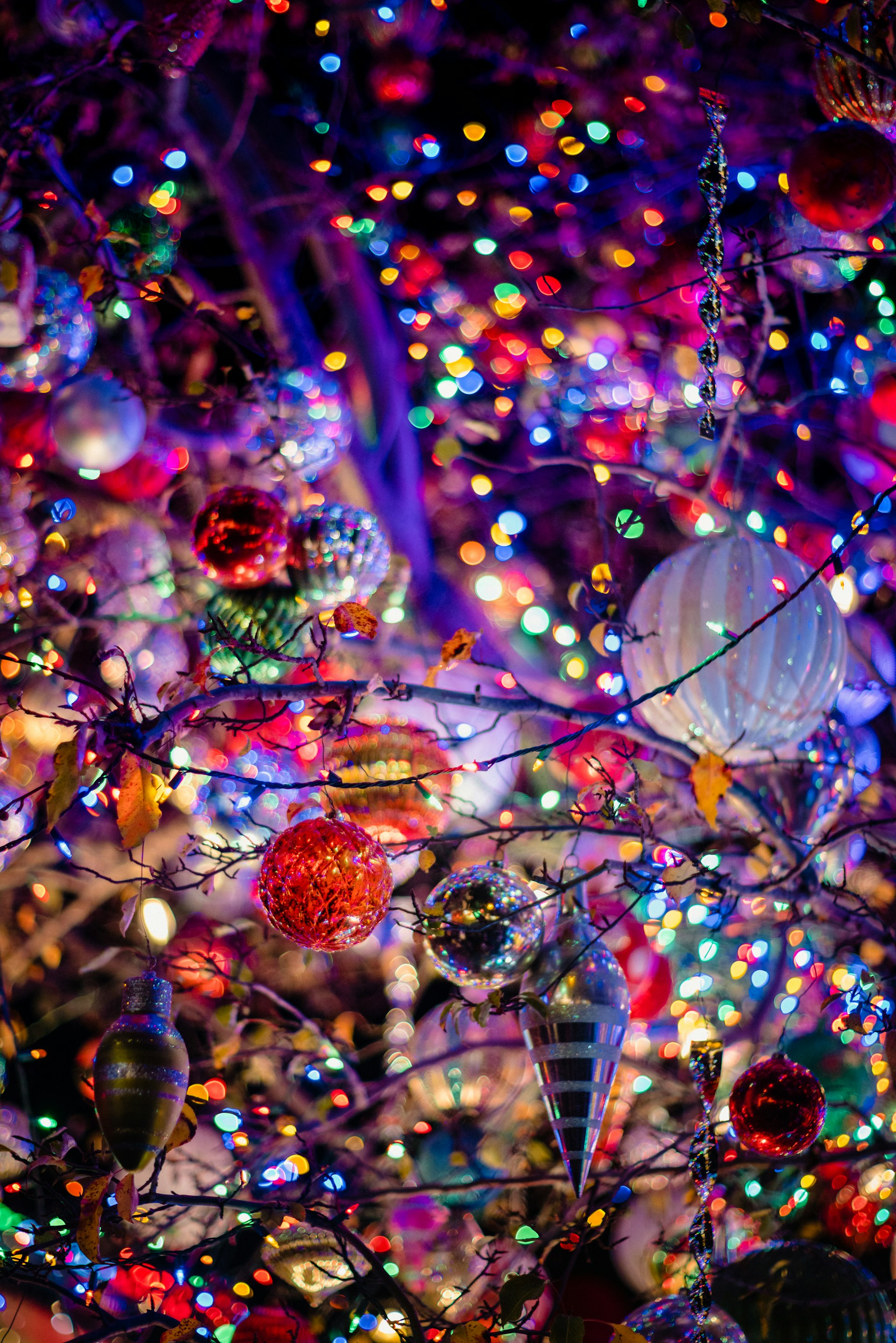 woman holding dried flower