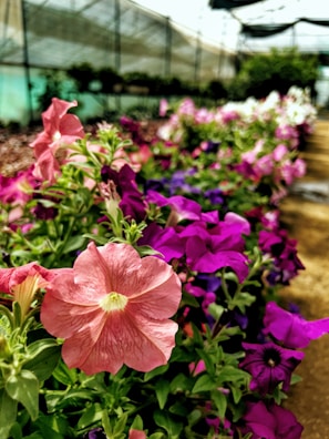 Close-up of colorful ornamental flowers thriving in a greenhouse.