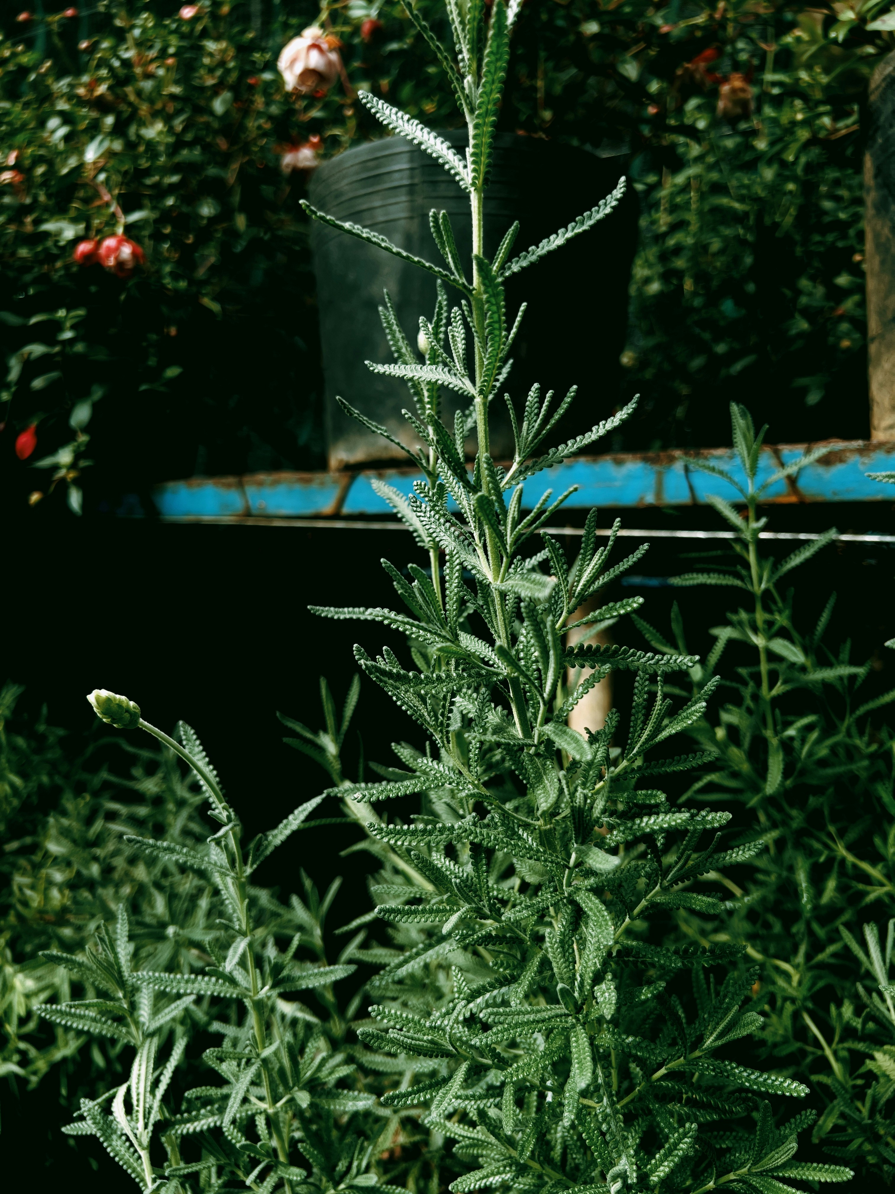 Curated Plant Displays for You