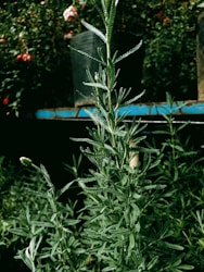 Exploring the Vibrant World of Plants: Your Guide to Greenery