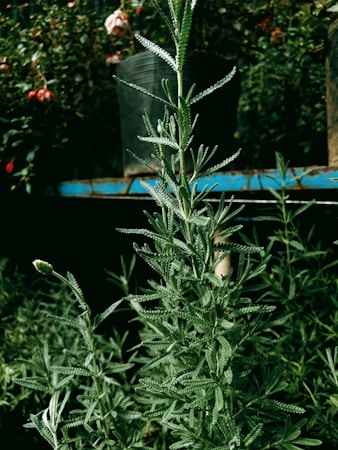 Exploring the Vibrant World of Plants: Your Guide to Greenery