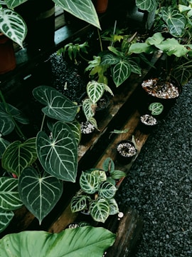 Various potted plants with lush, dark green leaves featuring white veins are arranged on wooden shelves. The plants vary in sizes and shapes, and the background consists of a gravel floor and additional rows of plants.