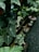 Various potted plants with lush, dark green leaves featuring white veins are arranged on wooden shelves. The plants vary in sizes and shapes, and the background consists of a gravel floor and additional rows of plants.