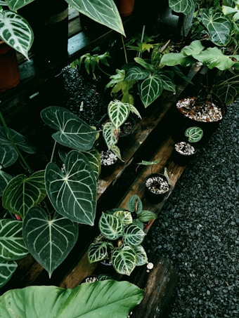 Various potted plants with lush, dark green leaves featuring white veins are arranged on wooden shelves. The plants vary in sizes and shapes, and the background consists of a gravel floor and additional rows of plants.