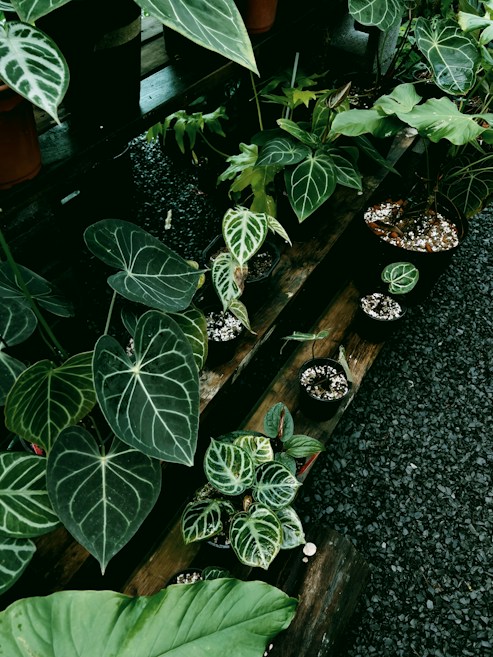 Various potted plants with lush, dark green leaves featuring white veins are arranged on wooden shelves. The plants vary in sizes and shapes, and the background consists of a gravel floor and additional rows of plants.