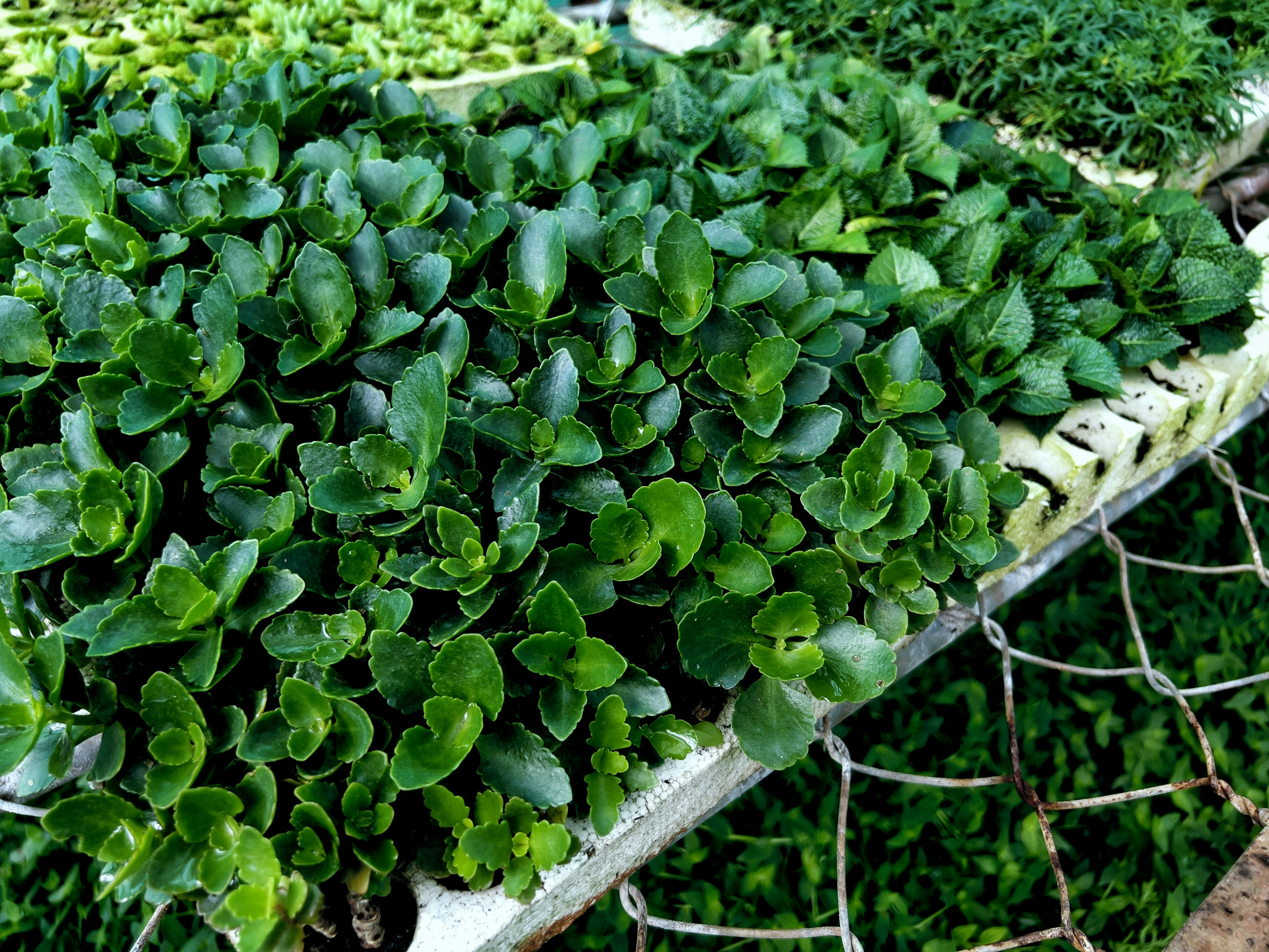 Close-up of healthy plants and happy animals at the nursery