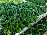 A densely arranged collection of healthy, vibrant green plants with glossy leaves is placed on a mesh surface. The plants appear to be seedlings, suggesting they are in a nursery or greenhouse setting.