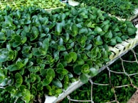 A densely arranged collection of healthy, vibrant green plants with glossy leaves is placed on a mesh surface. The plants appear to be seedlings, suggesting they are in a nursery or greenhouse setting.