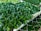 A densely arranged collection of healthy, vibrant green plants with glossy leaves is placed on a mesh surface. The plants appear to be seedlings, suggesting they are in a nursery or greenhouse setting.