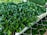 A densely arranged collection of healthy, vibrant green plants with glossy leaves is placed on a mesh surface. The plants appear to be seedlings, suggesting they are in a nursery or greenhouse setting.