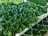 A densely arranged collection of healthy, vibrant green plants with glossy leaves is placed on a mesh surface. The plants appear to be seedlings, suggesting they are in a nursery or greenhouse setting.