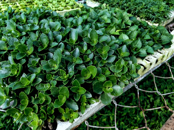 A densely arranged collection of healthy, vibrant green plants with glossy leaves is placed on a mesh surface. The plants appear to be seedlings, suggesting they are in a nursery or greenhouse setting.