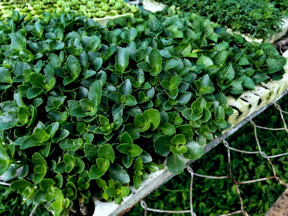 A densely arranged collection of healthy, vibrant green plants with glossy leaves is placed on a mesh surface. The plants appear to be seedlings, suggesting they are in a nursery or greenhouse setting.