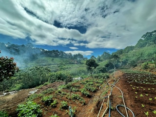 A lush, green landscape with rows of plants growing in neatly arranged plots. The sky is expansive, dotted with clouds that create a soft, diffused light over the scene. A series of hoses lay across the ground, suggesting irrigation. The surrounding hills are densely wooded, adding to the serene, natural setting.