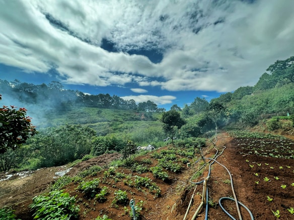 A lush, green landscape with rows of plants growing in neatly arranged plots. The sky is expansive, dotted with clouds that create a soft, diffused light over the scene. A series of hoses lay across the ground, suggesting irrigation. The surrounding hills are densely wooded, adding to the serene, natural setting.