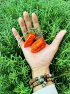 Hands holding freshly harvested spices with rich colors.