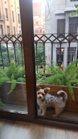 A small dog with curly fur stands by a glass door leading to a balcony. The balcony is lined with green plants in wooden planters, and features an ornate black metal railing. In the background, there are residential buildings with decorative stone and beige facades.