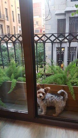 A small dog with curly fur stands by a glass door leading to a balcony. The balcony is lined with green plants in wooden planters, and features an ornate black metal railing. In the background, there are residential buildings with decorative stone and beige facades.