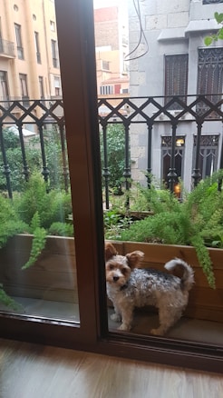A small dog with curly fur stands by a glass door leading to a balcony. The balcony is lined with green plants in wooden planters, and features an ornate black metal railing. In the background, there are residential buildings with decorative stone and beige facades.