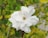 A white gardenia flower with layered petals surrounded by green leaves. The background is composed of more greenery, providing a natural setting.