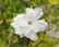 A white gardenia flower with layered petals surrounded by green leaves. The background is composed of more greenery, providing a natural setting.