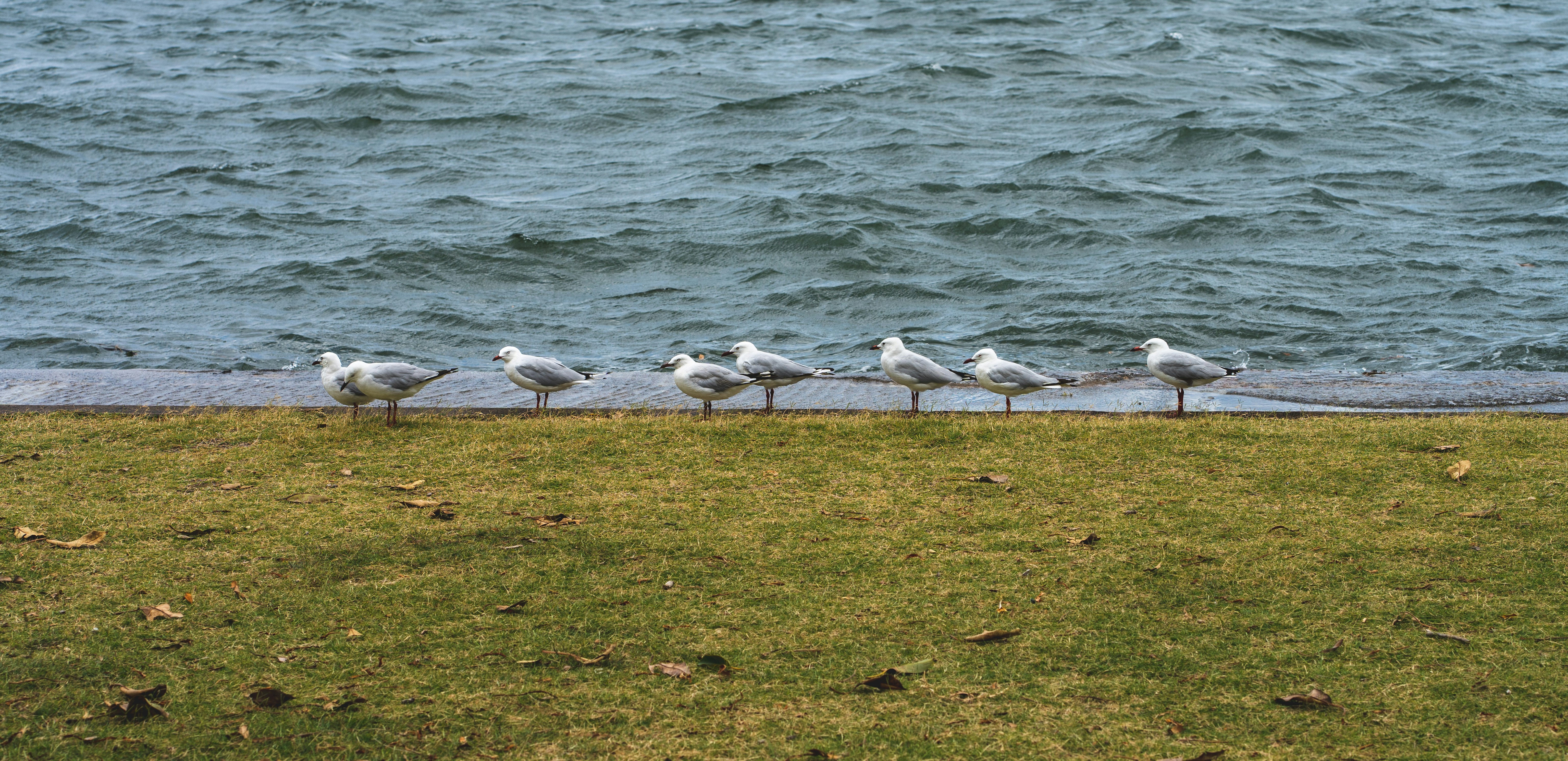 a group of seagulls standing on the edge of a body of water
