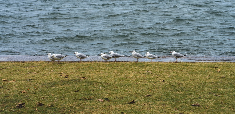 a group of seagulls standing on the edge of a body of water