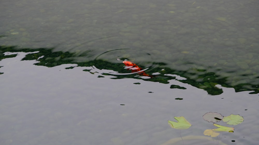 a red and white koi fish in a pond