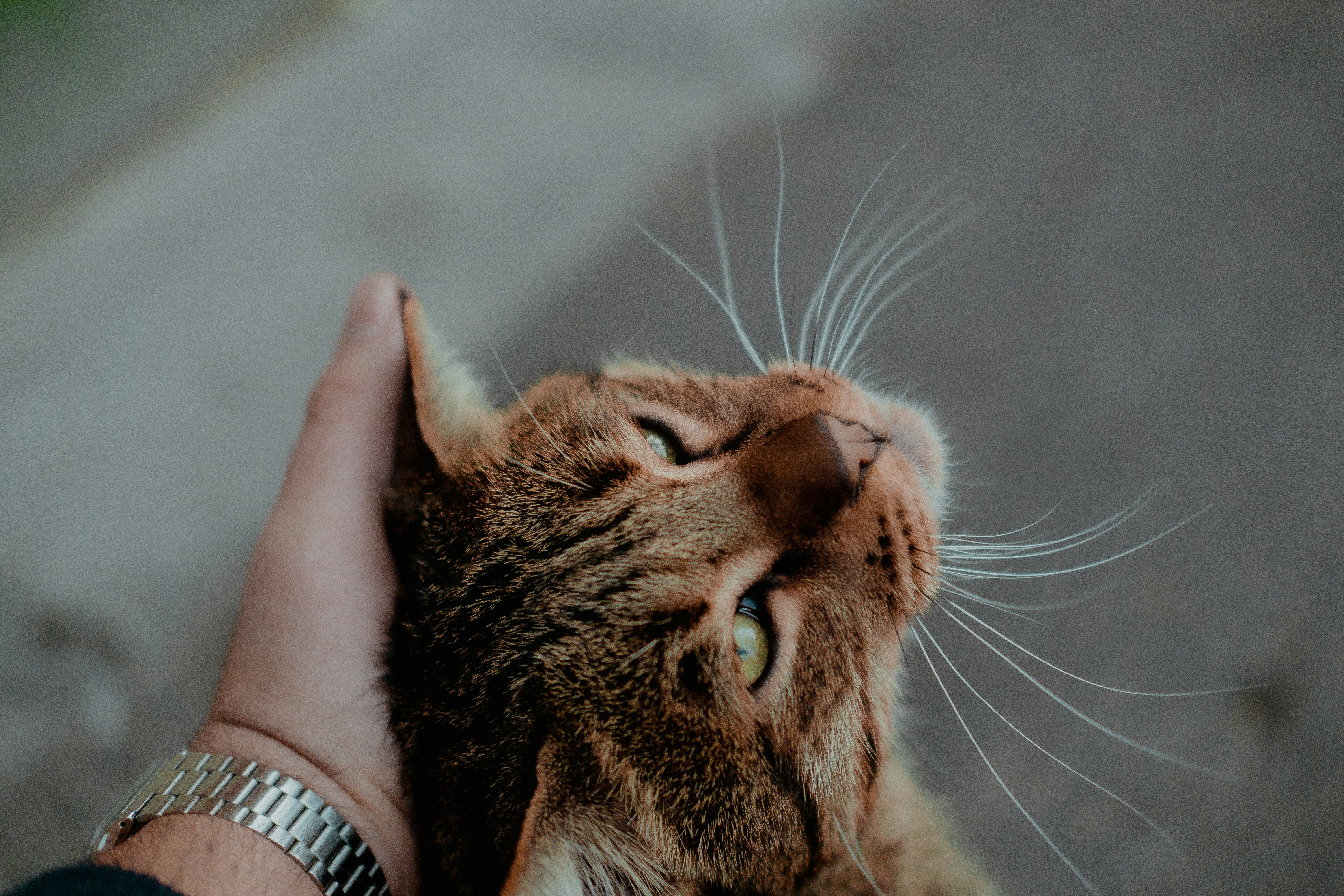 Head Bumps and Cheek Rubs (image credits: unsplash)