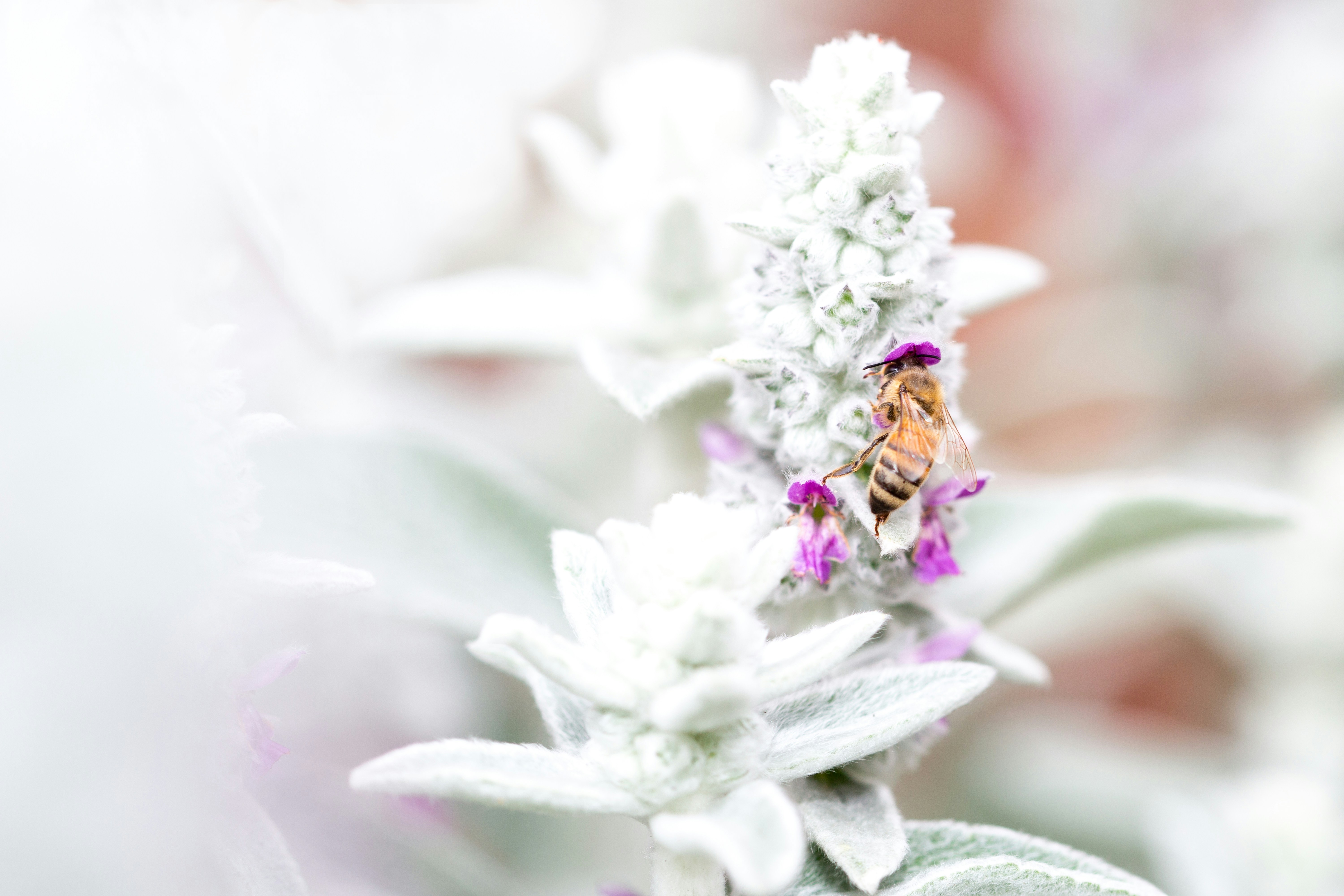 a close up of a flower with a bee on it
